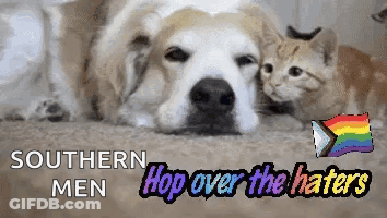 Dog And Kitten Southern Men Hop Over Haters GIF