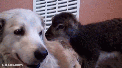 Dog And Sheep Looking At Each Other GIF
