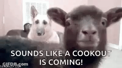 Dog And Sheep Sitting On Bed GIF