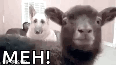 Dog And Sheep Sitting Together GIF