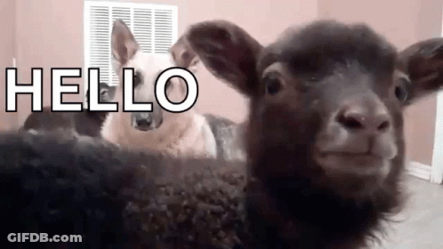 Dog And Sheep Sitting Together Sheep Looking At Camera GIF