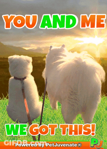 Dog And Teddy Bear You And Me We Got This GIF