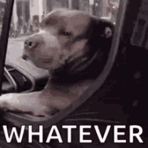 Dog Animal Whatever GIF