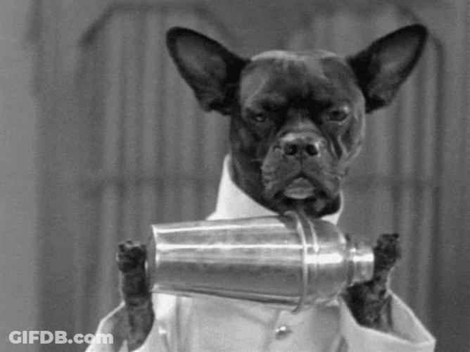 Dog As A Bartender GIF