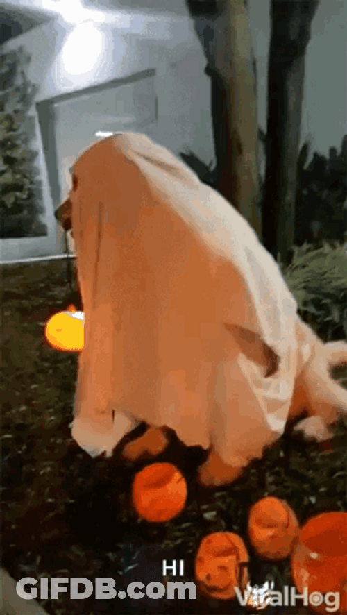Dog As A Funny Ghost On Halloween GIF