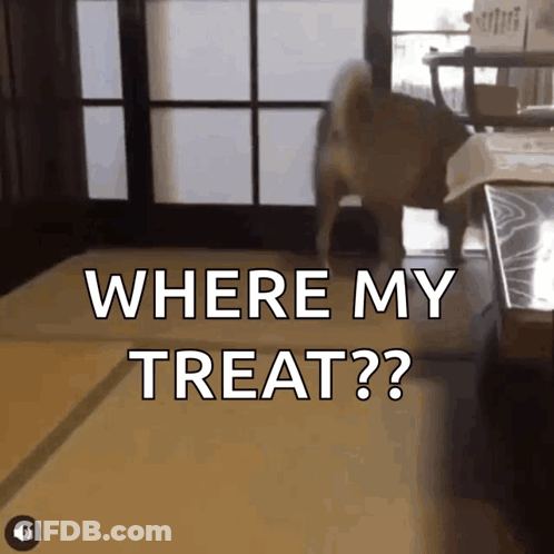 Dog At Door Saying Where My Treat GIF