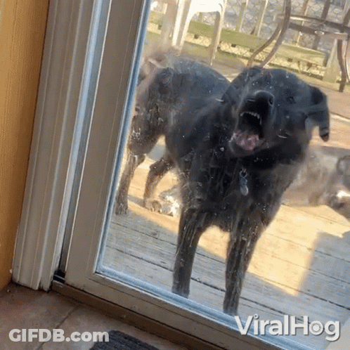 Dog At Glass Door Viralhog GIF