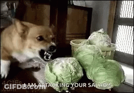 Dog Attacking Bunch Of Cabbage GIF