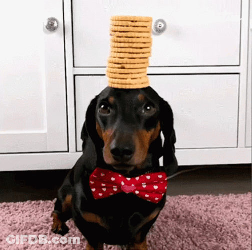 Dog Balance Biscuits On Head GIF