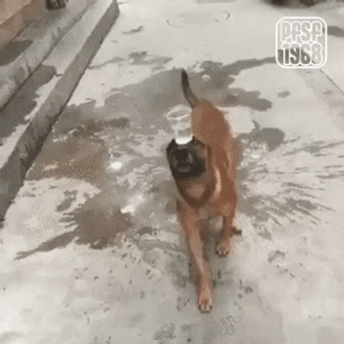 Dog Balance Cup Of Water On Muzzle GIF