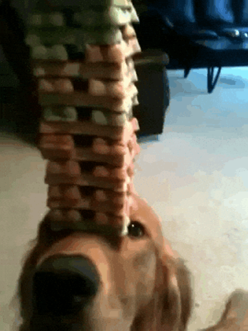 Dog Balance Tower Of Treats GIF