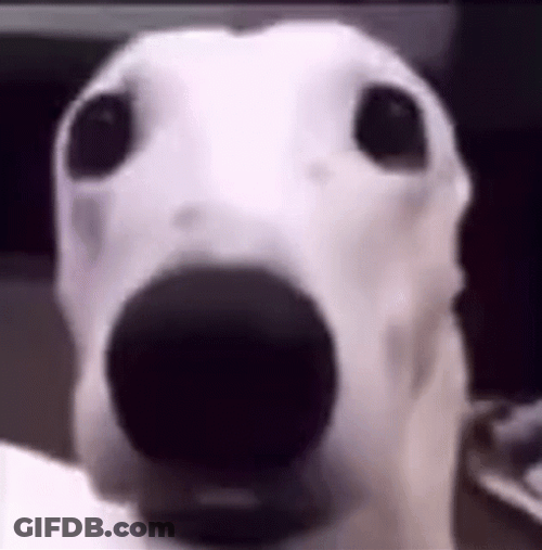 Dog Bark In Nervous Meme GIF