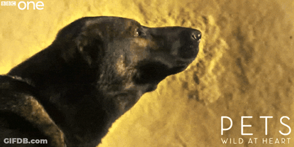 Dog Barking In Water Sound GIF