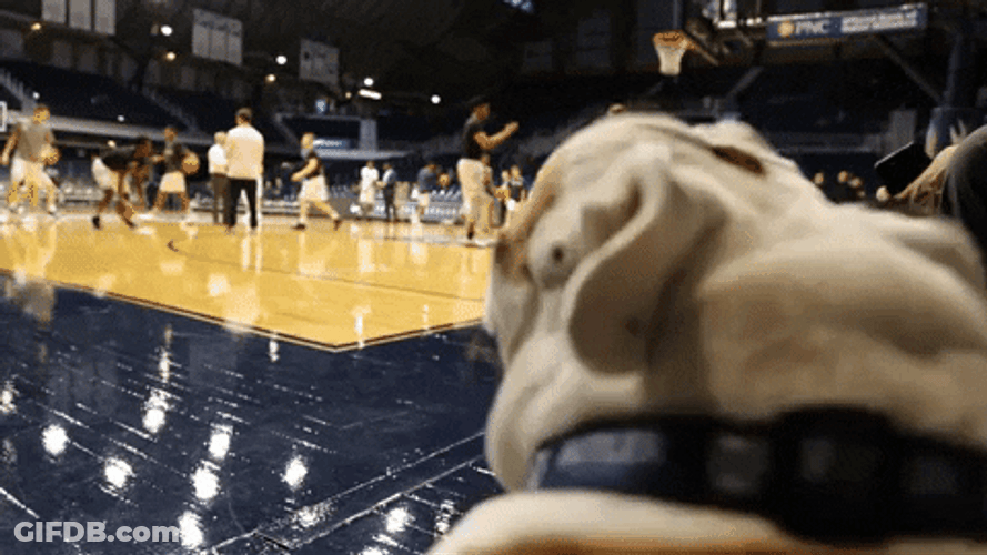 Dog Barking Sound In Basketball Court GIF