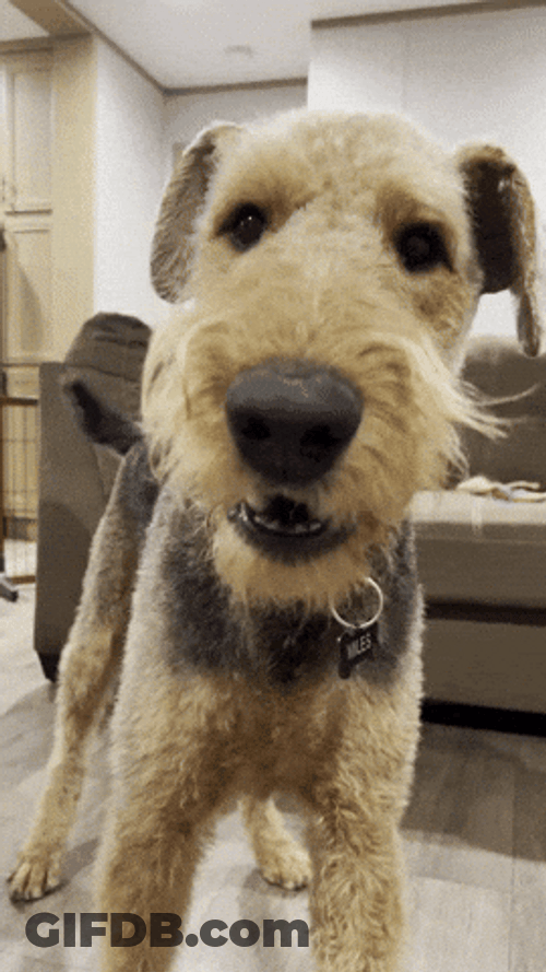 Dog Barking Sound In Living Room GIF