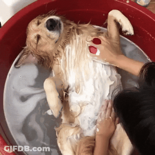 Dog Bath Time Owner Soaps Belly GIF