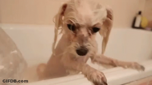 Dog Bathing In Bathtub With Shampoo Bottle GIF