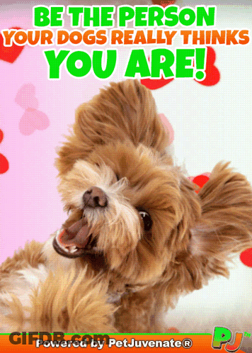 Dog Be The Person Your Dog Thinks You Are GIF