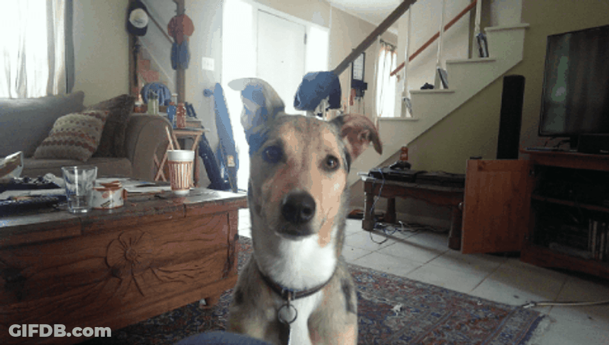 Dog Begging Trick GIF