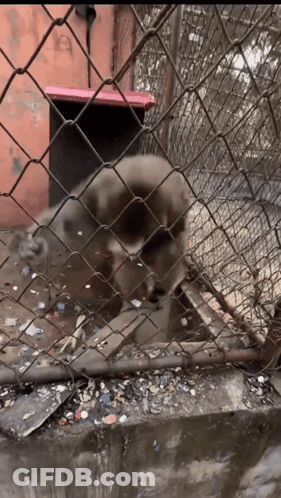 Dog Behind Chain Link Fence GIF