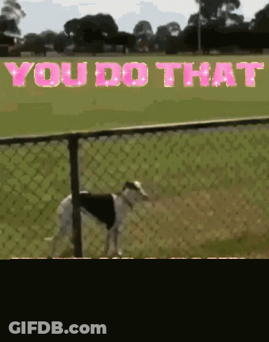 Dog Behind Chain Link Fence GIF