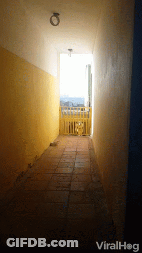 Dog Behind Yellow Fence With Viralhog GIF
