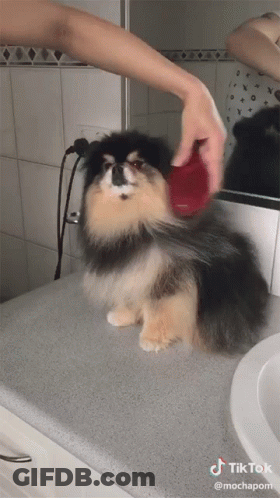 Dog Being Brushed In Bathroom With TikTok Watermark GIF