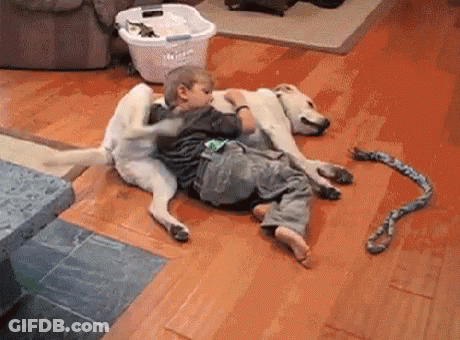 Dog Being Brushed In Bathroom With TikTok Watermark GIF