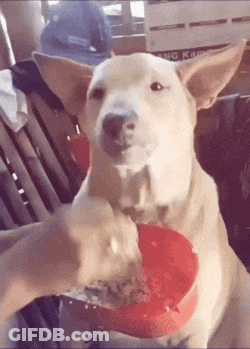 Dog Being Fed From Red Bowl On Chair GIF