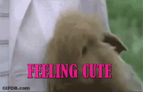 Dog Being Held Feeling Cute GIF
