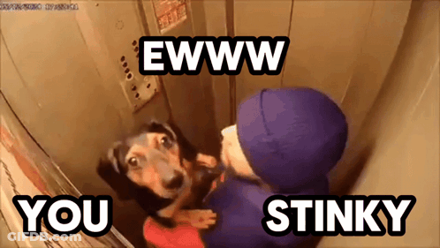 Dog Being Held In Elevator Saying Eww You Stinky GIF