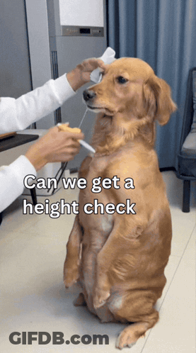 Dog Being Measured Can We Get A Height Check GIF