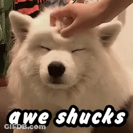 Dog Being Petted With Awe Shucks GIF