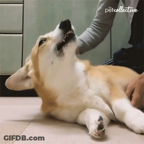 Dog Being Petted With Petcollective Logo GIF