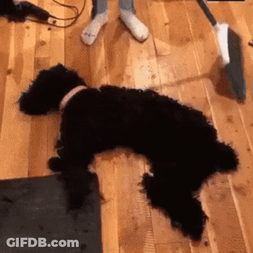 Dog Being Petted With Petcollective Logo GIF