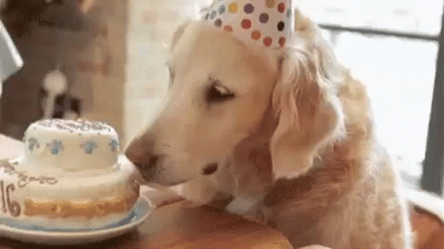 Dog Birthday Cake Bite GIF