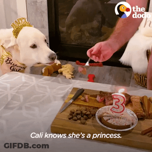 Dog Birthday Cali Knows GIF