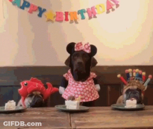 Dog Birthday Dressed Up Eating Cakes GIF