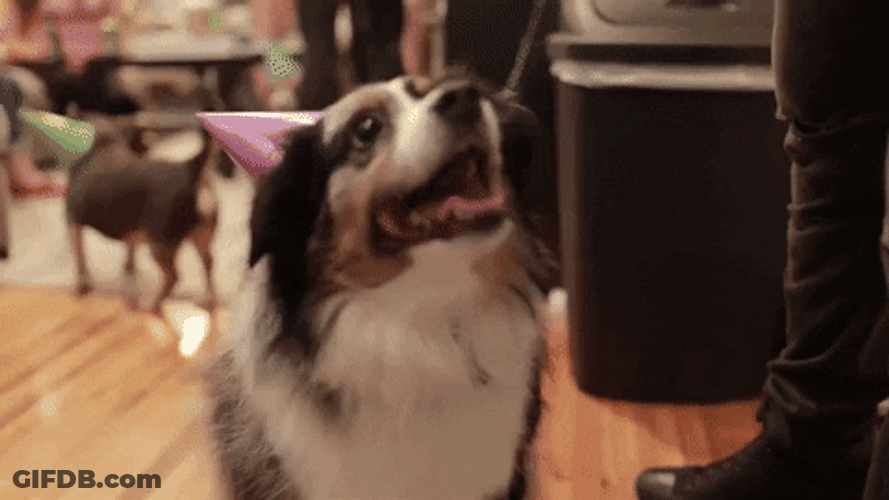 Dog Birthday Purple Party Hat GIF