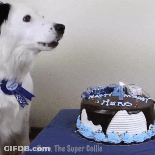 Dog Birthday Singing Bark GIF