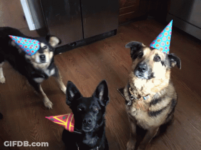 Dog Birthday Three Dogs Party Hats GIF
