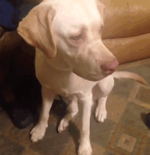 Dog Birthday Treat Surprise GIF