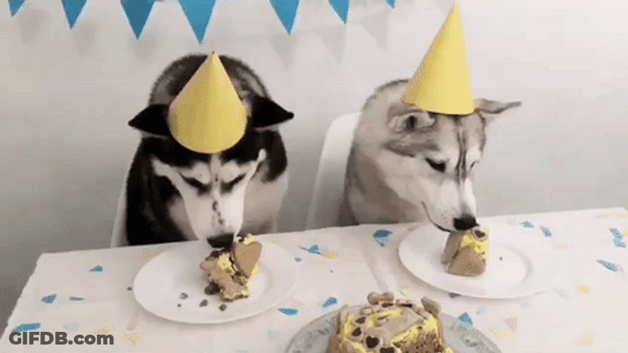 Dog Birthday Two Huskies Eating GIF