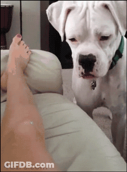 Dog Bites A Leg GIF