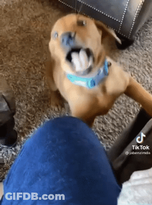 Dog Bites Aggressively GIF