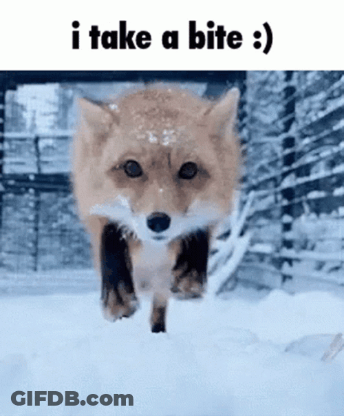 Dog Bites Camera GIF
