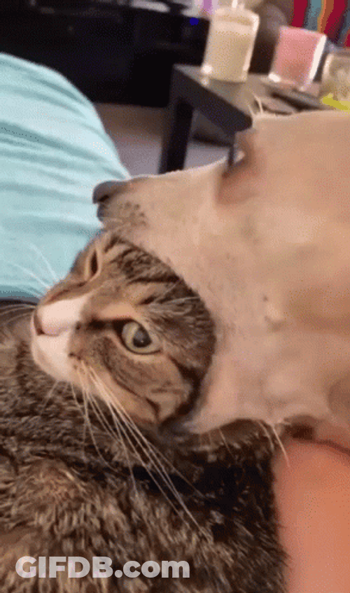 Dog Bites Cat's Head GIF