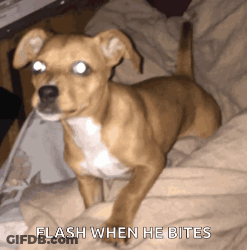 Dog Biting Flash GIF