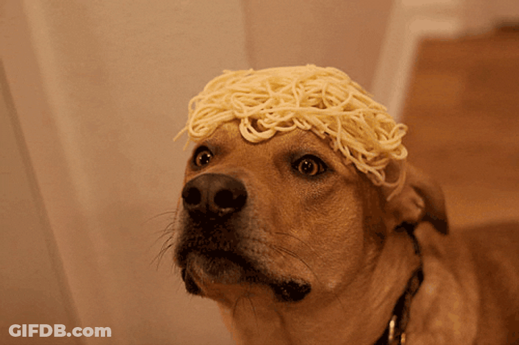 Dog Blinking Spaghetti On Head GIF