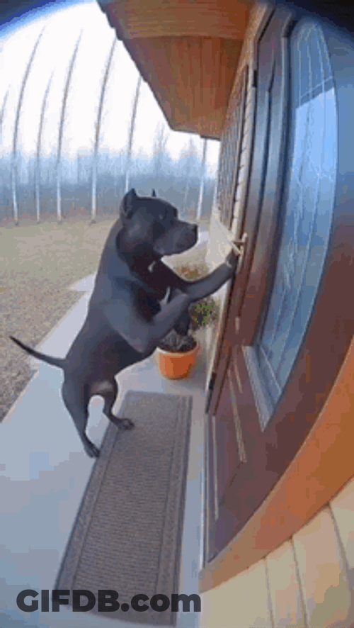 Dog Breathing Fire Meme Pitbull GIF